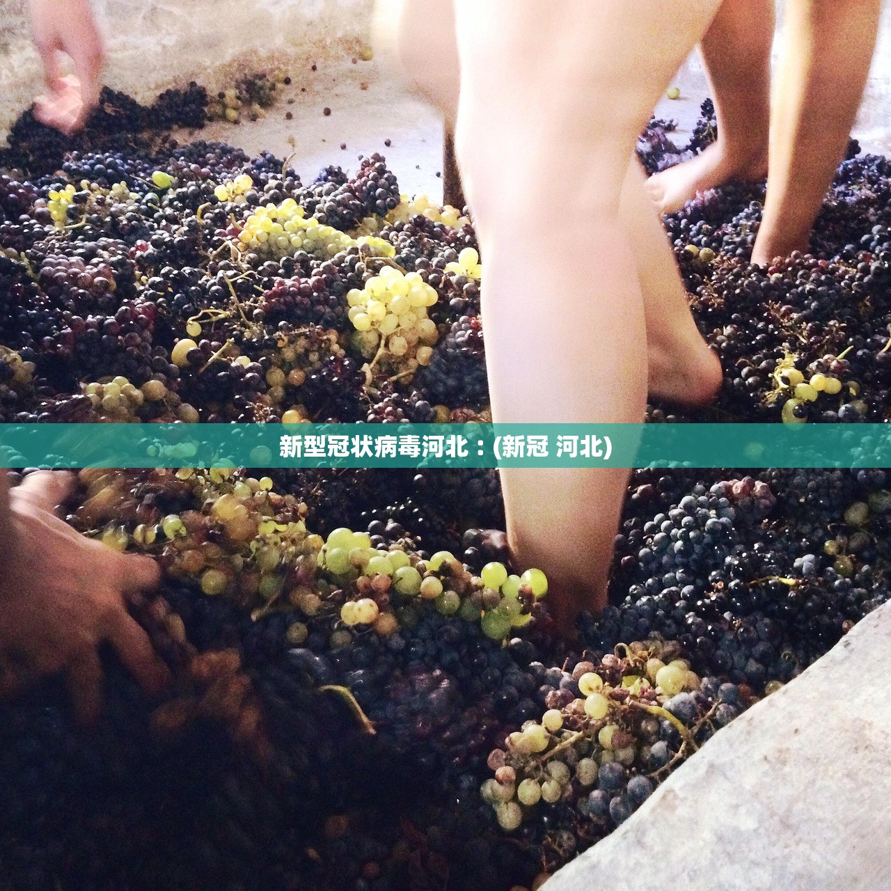 新型冠状病毒河北︰(新冠 河北)