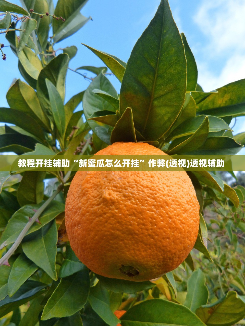 教程开挂辅助“新蜜瓜怎么开挂”作弊(透视)透视辅助 