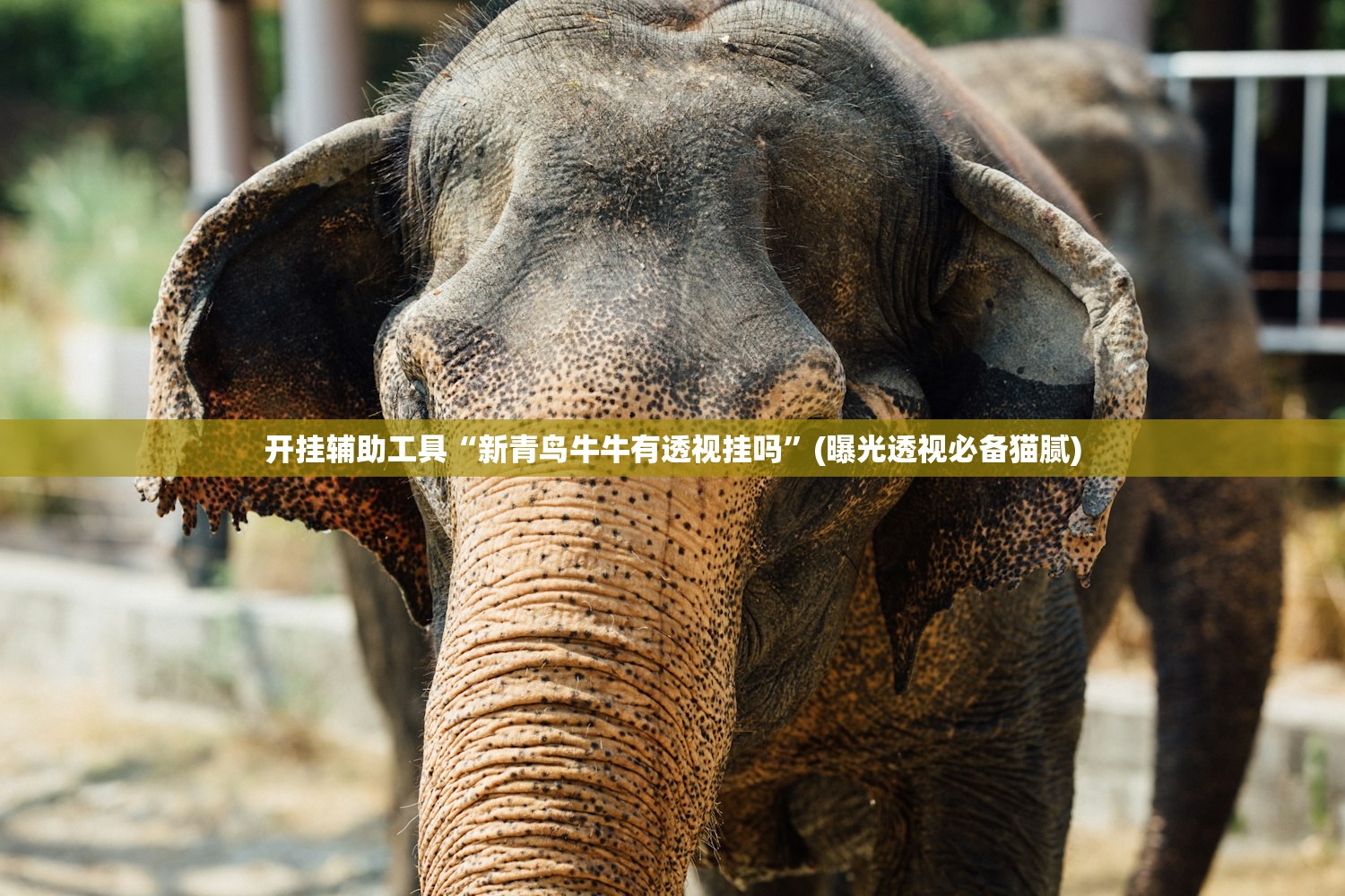 开挂辅助工具“新青鸟牛牛有透视挂吗	”(曝光透视必备猫腻)