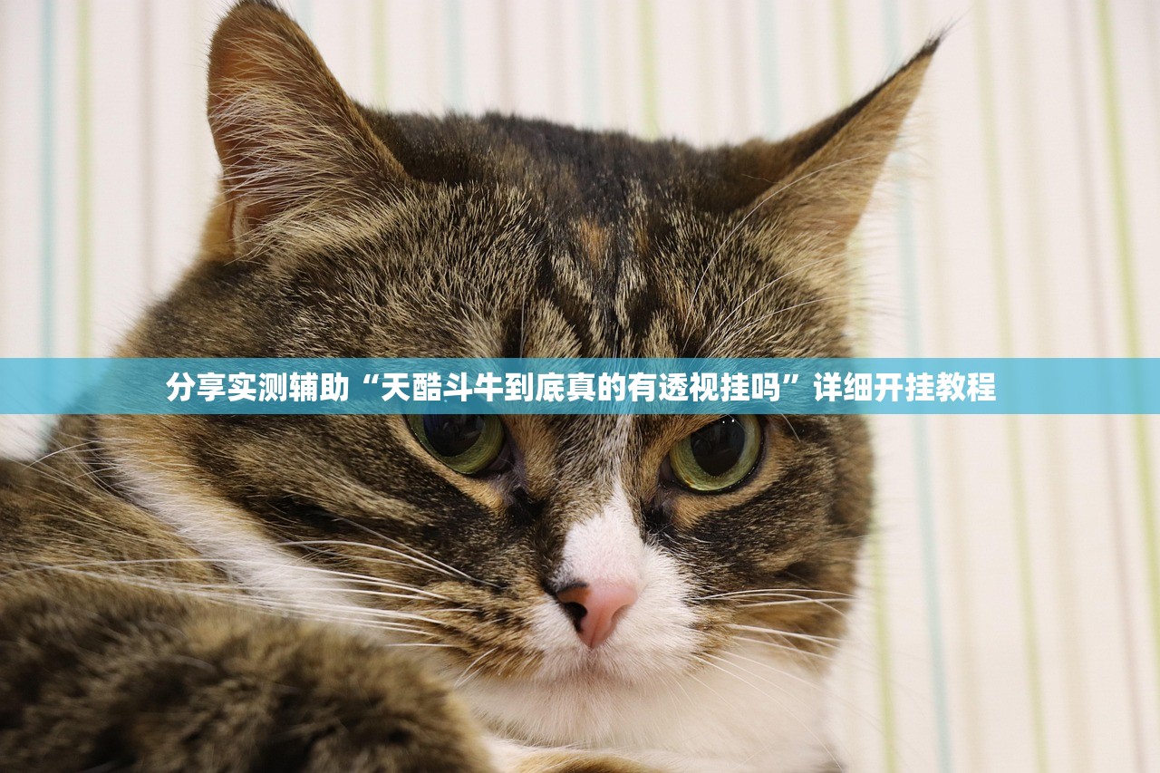 分享实测辅助“天酷斗牛到底真的有透视挂吗”详细开挂教程