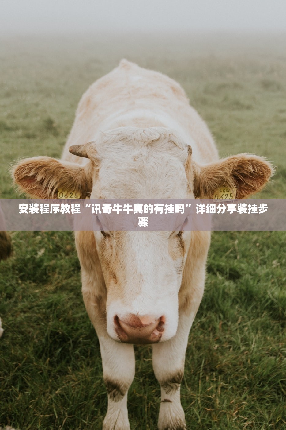 安装程序教程“讯奇牛牛真的有挂吗”详细分享装挂步骤