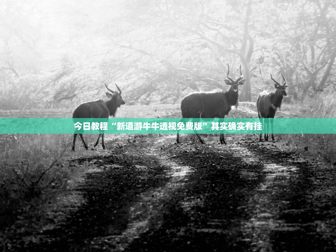 今日教程“新道游牛牛透视免费版”其实确实有挂