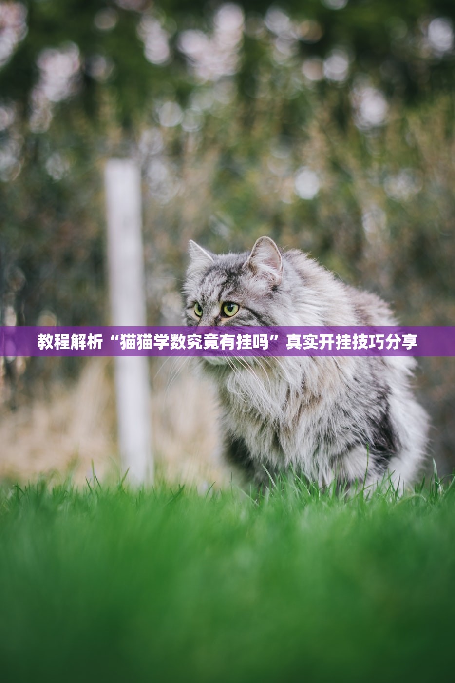 教程解析“猫猫学数究竟有挂吗”真实开挂技巧分享