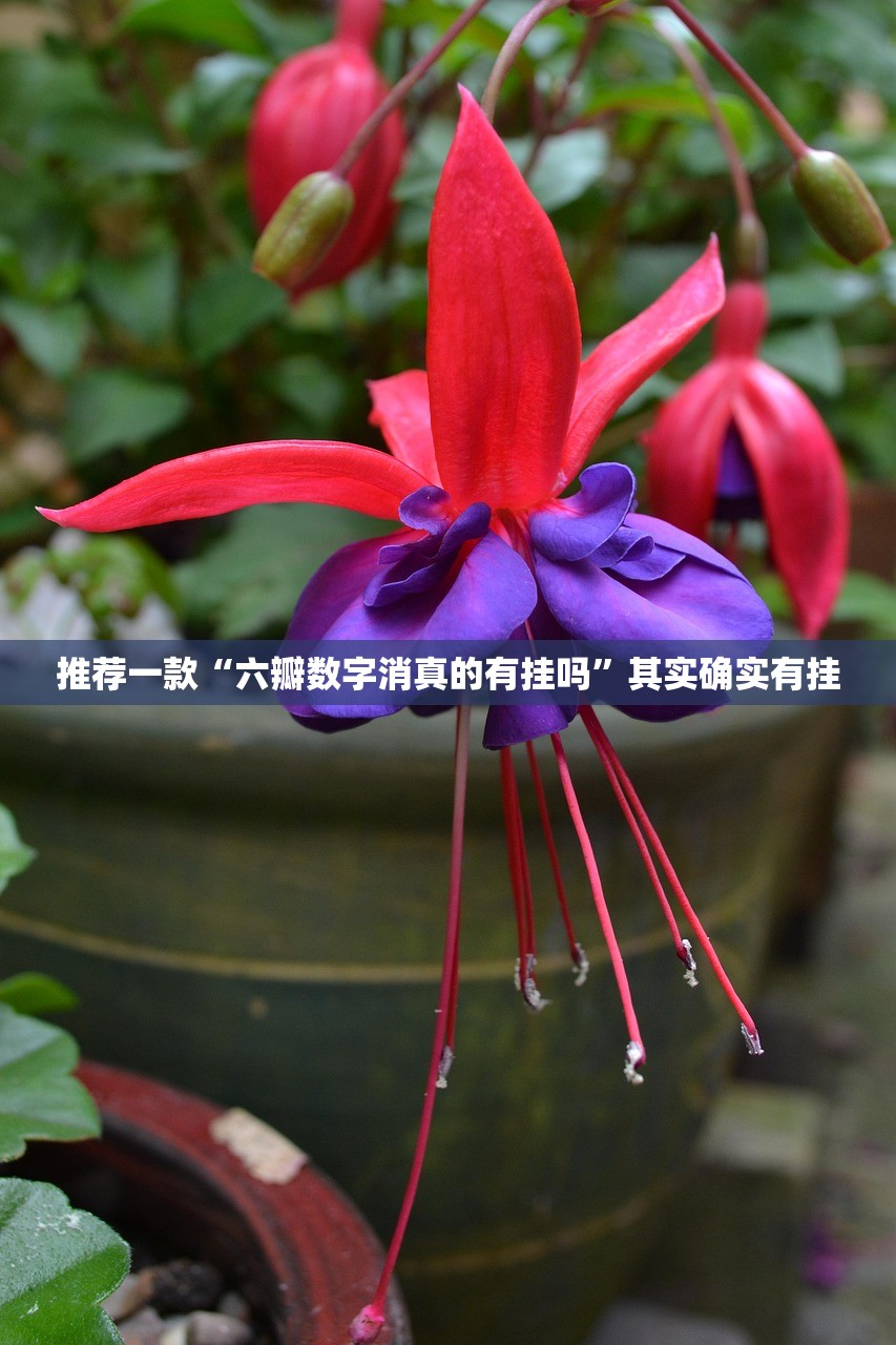 推荐一款“六瓣数字消真的有挂吗”其实确实有挂