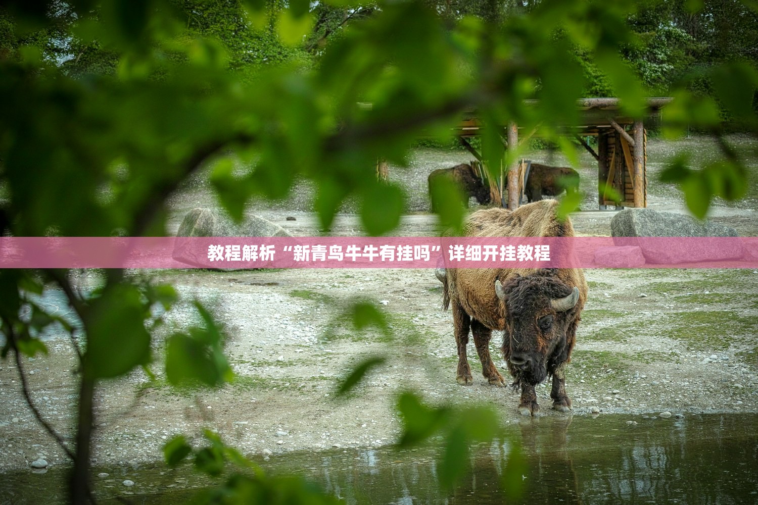 教程解析“新青鸟牛牛有挂吗	”详细开挂教程