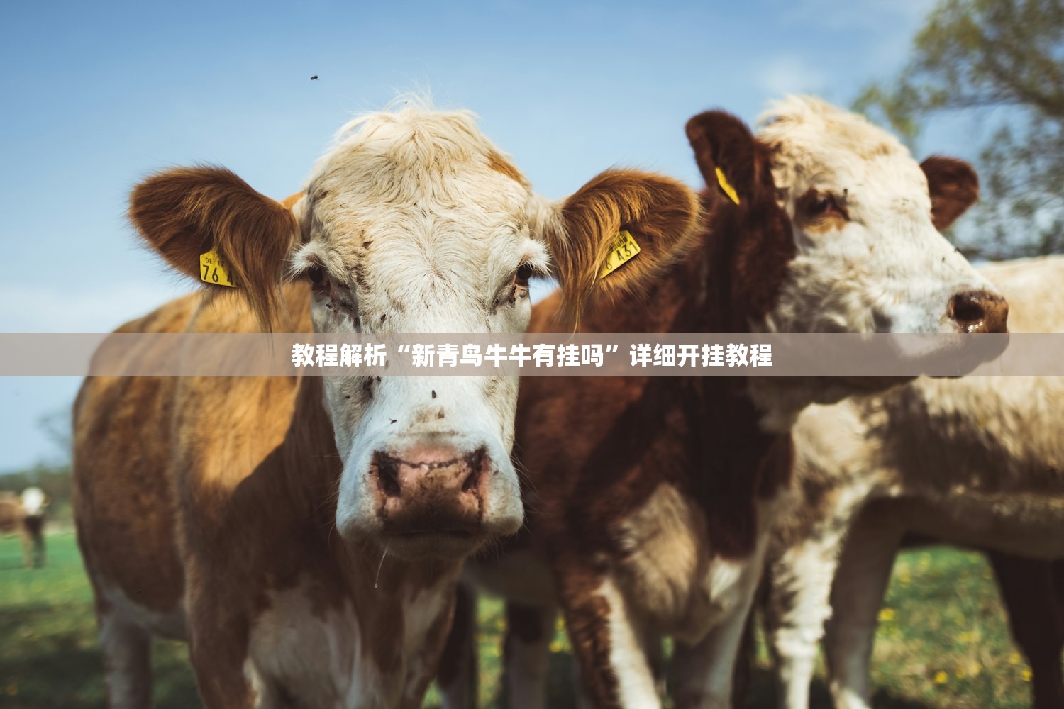 教程解析“新青鸟牛牛有挂吗”详细开挂教程