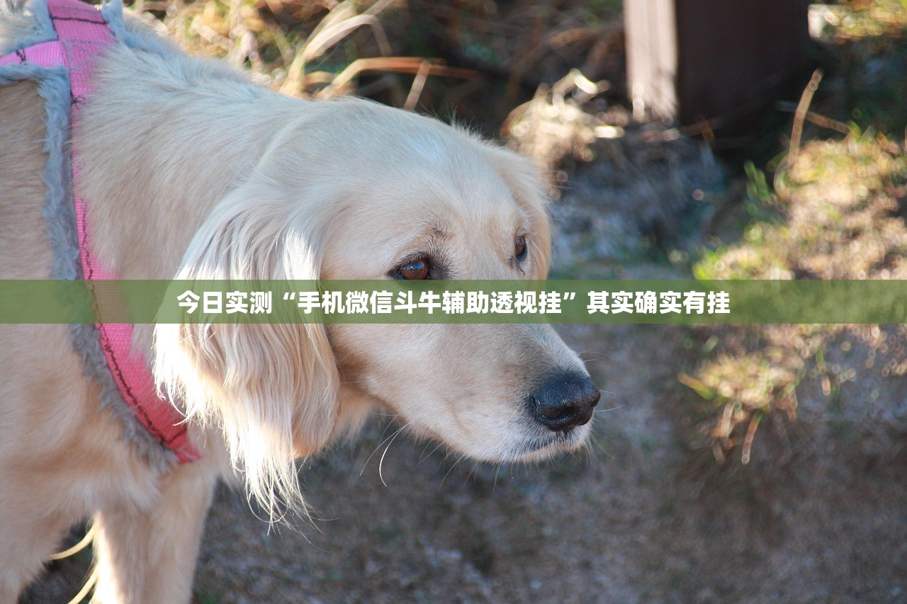 今日实测“手机微信斗牛辅助透视挂”其实确实有挂