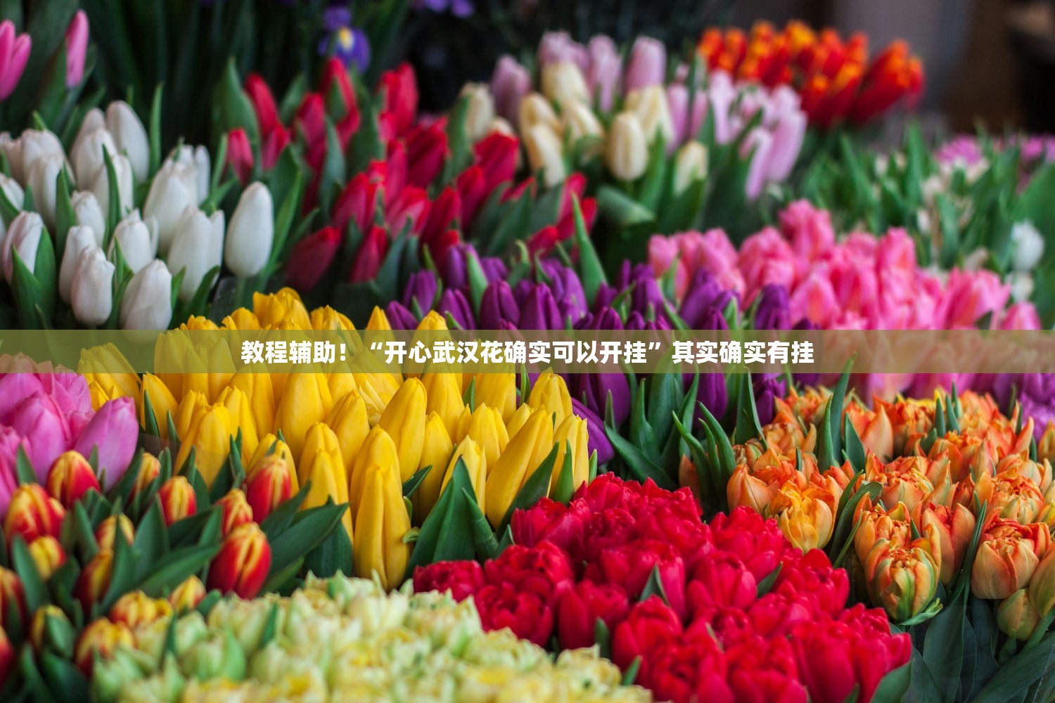 教程辅助！“开心武汉花确实可以开挂”其实确实有挂