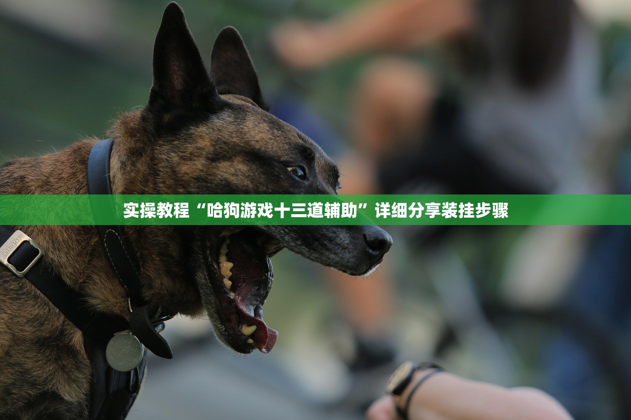 实操教程“哈狗游戏十三道辅助”详细分享装挂步骤