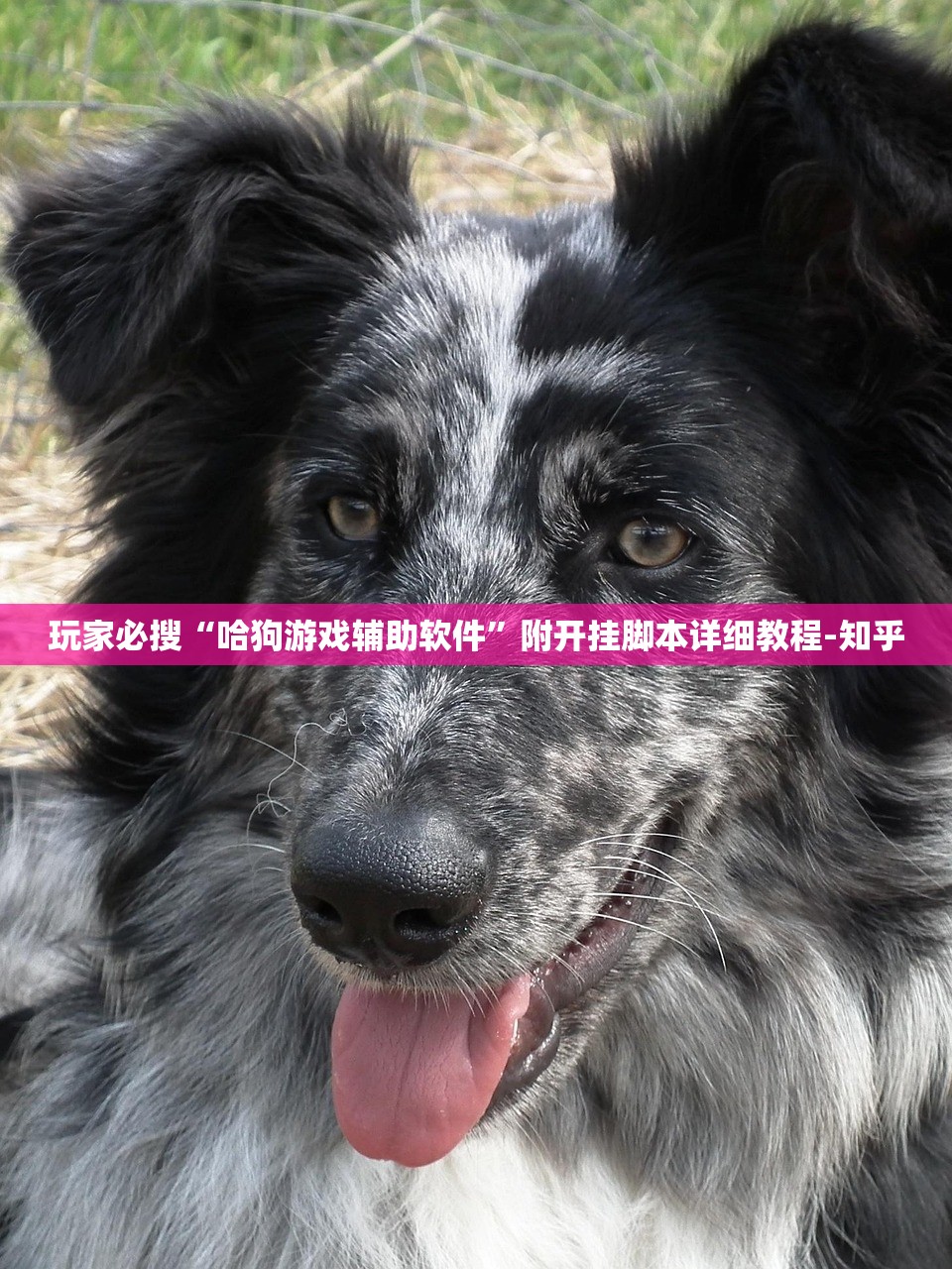 玩家必搜“哈狗游戏辅助软件	”附开挂脚本详细教程-知乎