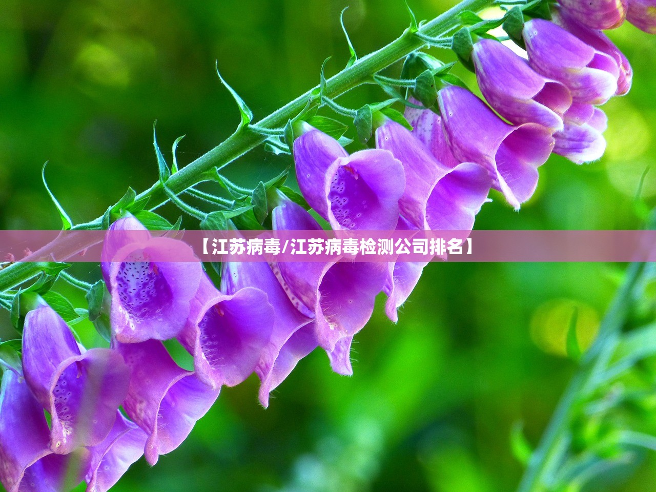 【江苏病毒/江苏病毒检测公司排名】
