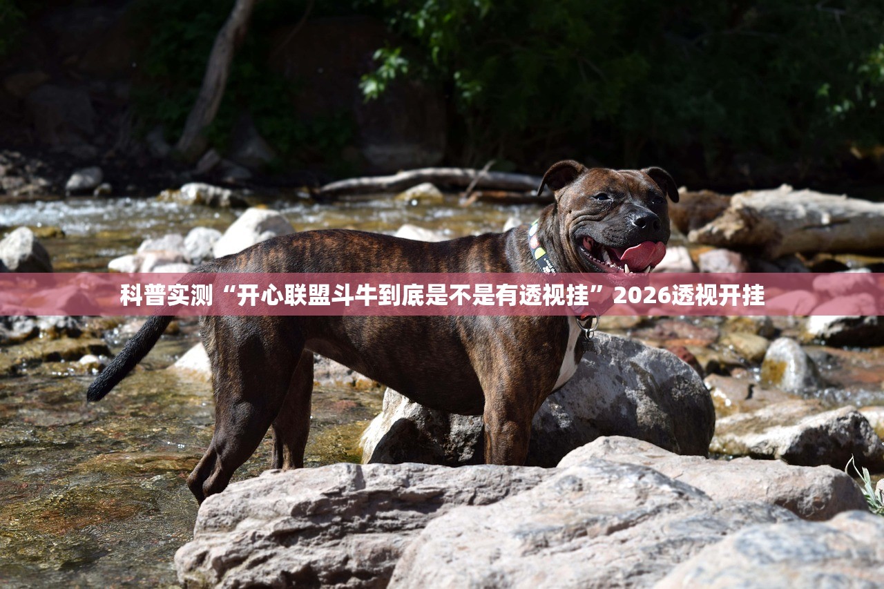 科普实测“开心联盟斗牛到底是不是有透视挂”2026透视开挂