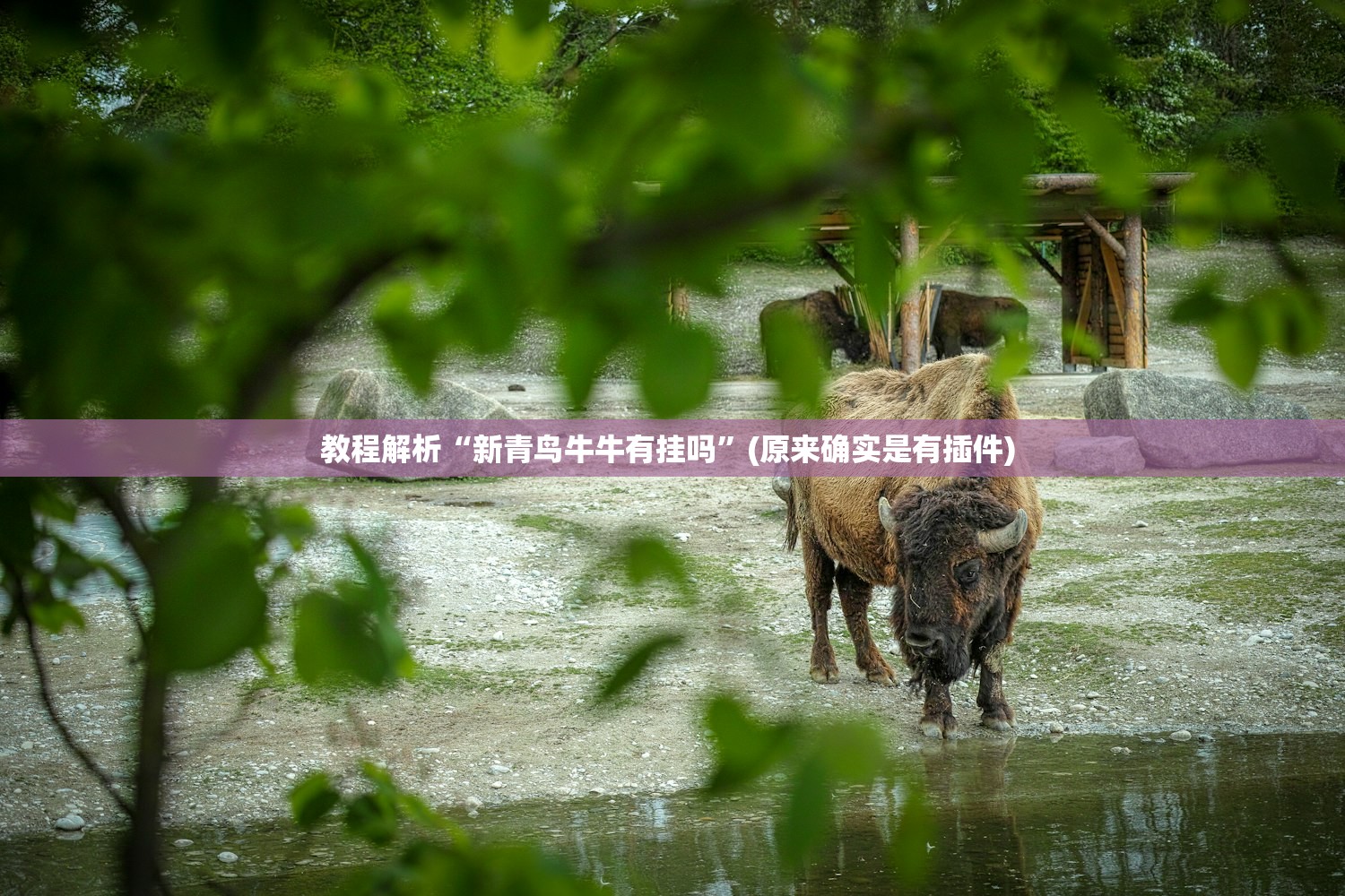 教程解析“新青鸟牛牛有挂吗”(原来确实是有插件) 