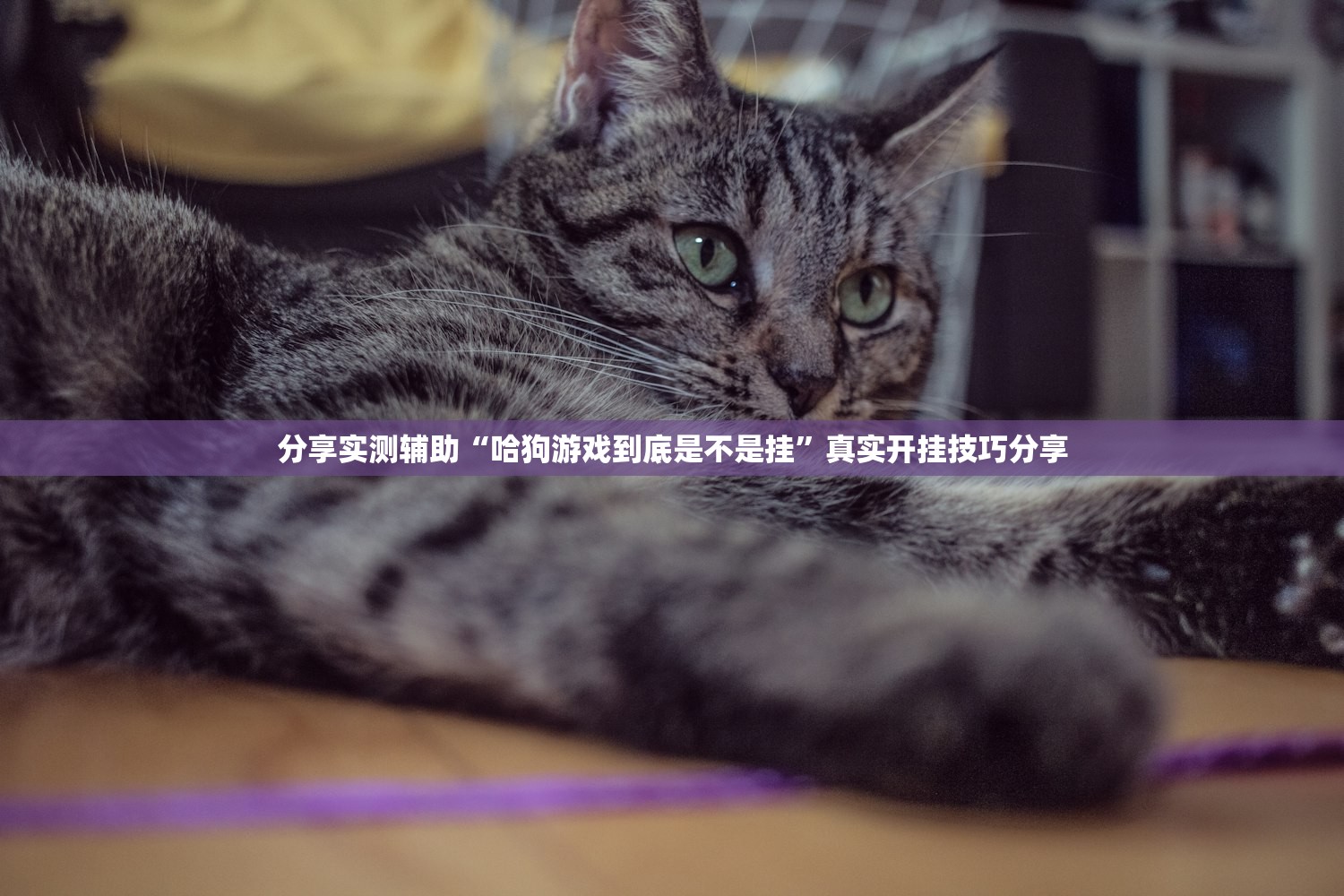 分享实测辅助“哈狗游戏到底是不是挂	”真实开挂技巧分享