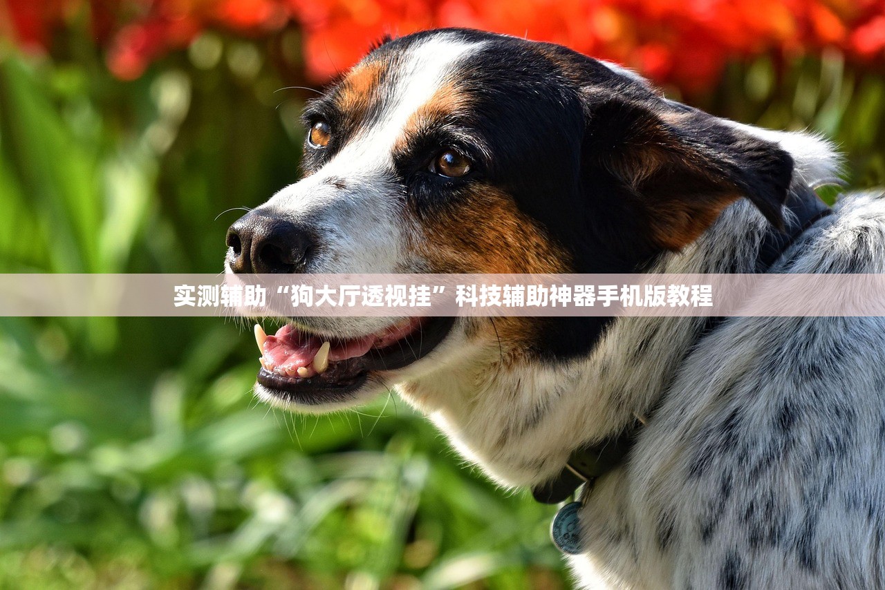 实测辅助“狗大厅透视挂”科技辅助神器手机版教程