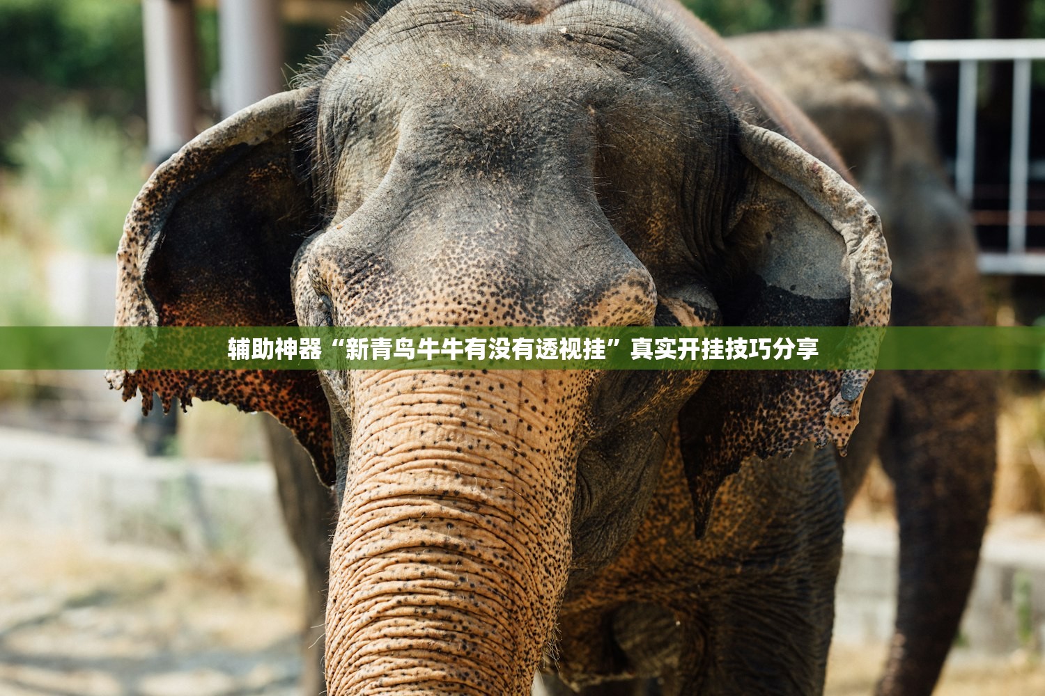 辅助神器“新青鸟牛牛有没有透视挂”真实开挂技巧分享