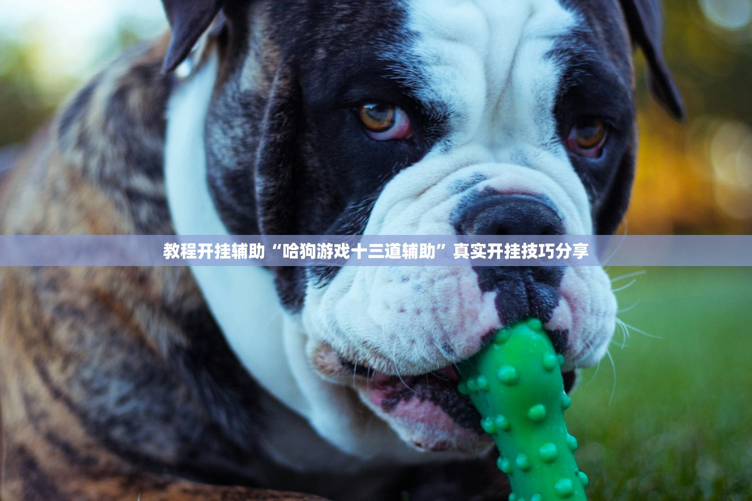 教程开挂辅助“哈狗游戏十三道辅助”真实开挂技巧分享
